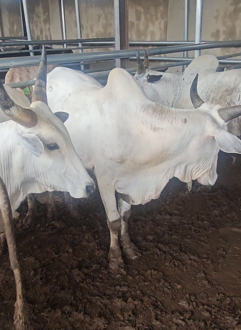 Cattle Farming
