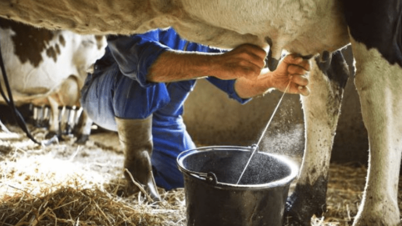 Dairy Production
