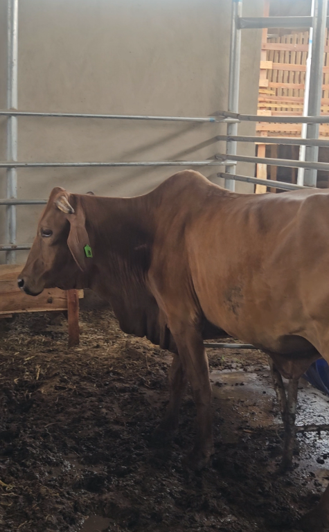 Livestock Fattening