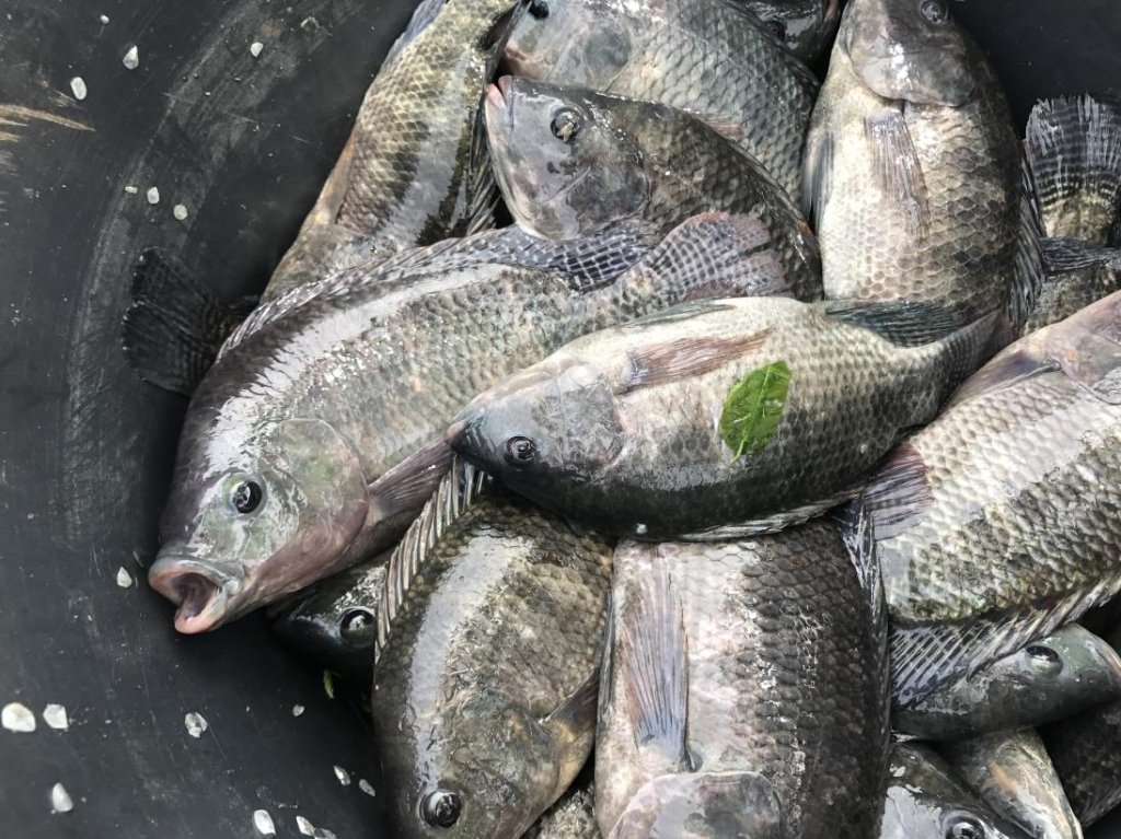 Fish Farming (Aquaculture)