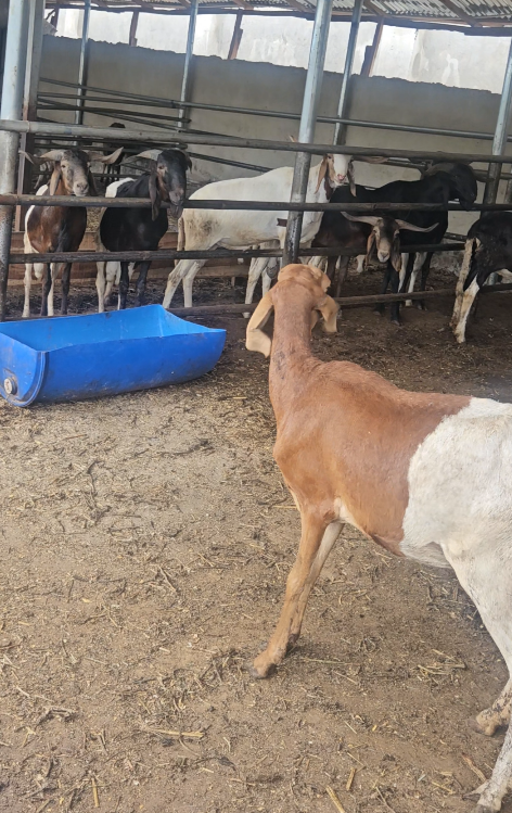 Premium White Cattle