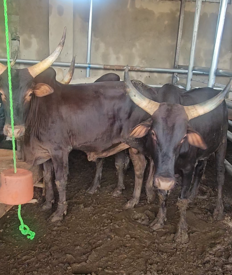 Healthy Goats & Sheep