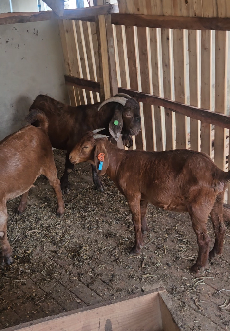 Goat Farming