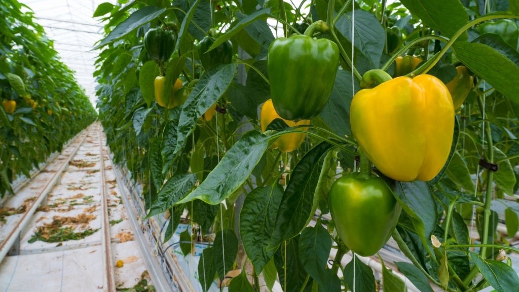 Greenhouse Farming (Bell Peppers)