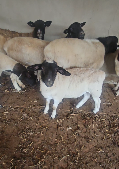 Sheep Farming